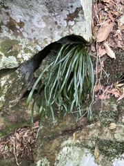 Asplenium attenuatum