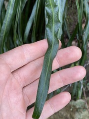 Asplenium attenuatum