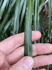 Asplenium attenuatum