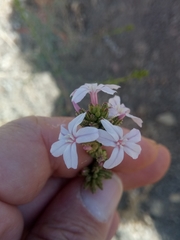 Plumbago europaea image