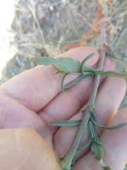 Plumbago europaea image