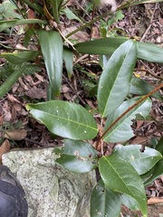 Celastrus subspicatus