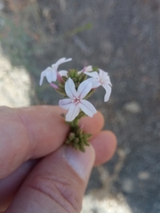 Plumbago europaea image