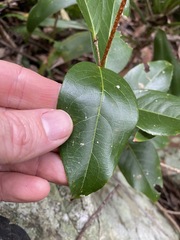 Celastrus subspicatus