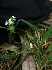 Asperula scoparia