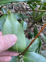 Celastrus subspicatus