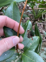 Celastrus subspicatus