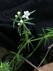 Asperula scoparia