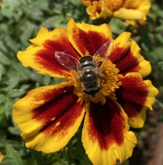 Eristalis tenax
