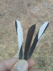 Fringilla coelebs africana