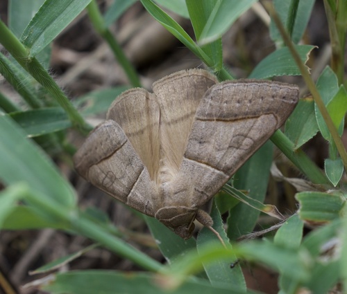 Texas Mocis Moth photo 4
