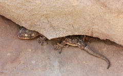 Homopholis walbergii