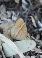 Brakefieldia perspicua perspicua