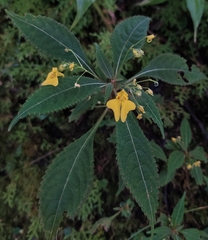 Impatiens racemosa