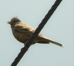 Emberiza caesia