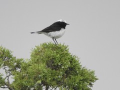 Oenanthe cypriaca