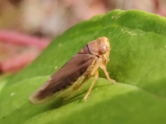 Idiodonus cruentatus
