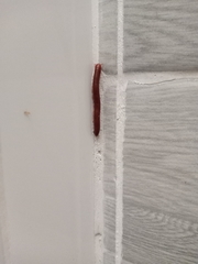 Trigoniulus corallinus