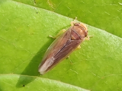 Idiodonus cruentatus