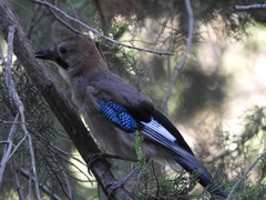 Garrulus glandarius glaszneri