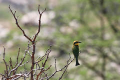 Merops pusillus argutus