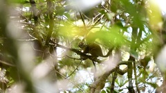 Sundasciurus jentinki