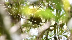 Sundasciurus jentinki