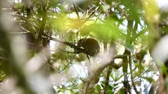 Sundasciurus jentinki