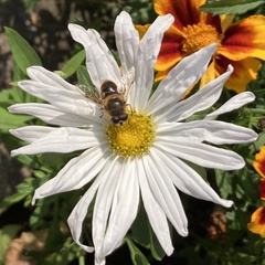 Eristalis tenax