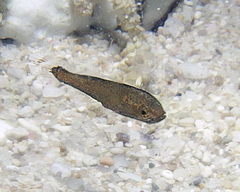 Pseudamia