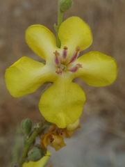 Verbascum sinuatum image