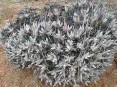 Dudleya attenuata australis