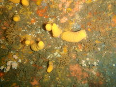 Parasphaerasclera aurea