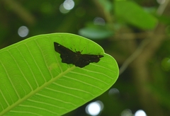 Coladenia indrani