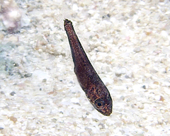 Pseudamia