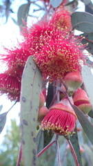 Eucalyptus caesia