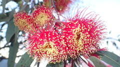 Eucalyptus caesia