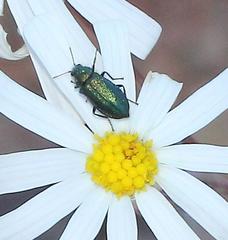 Crassothonna capensis