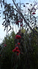 Eucalyptus caesia
