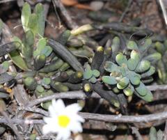 Crassothonna capensis