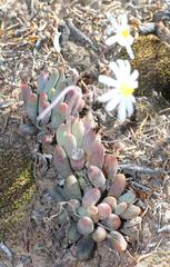 Crassothonna capensis