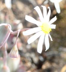 Crassothonna capensis