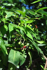 Kraussia floribunda