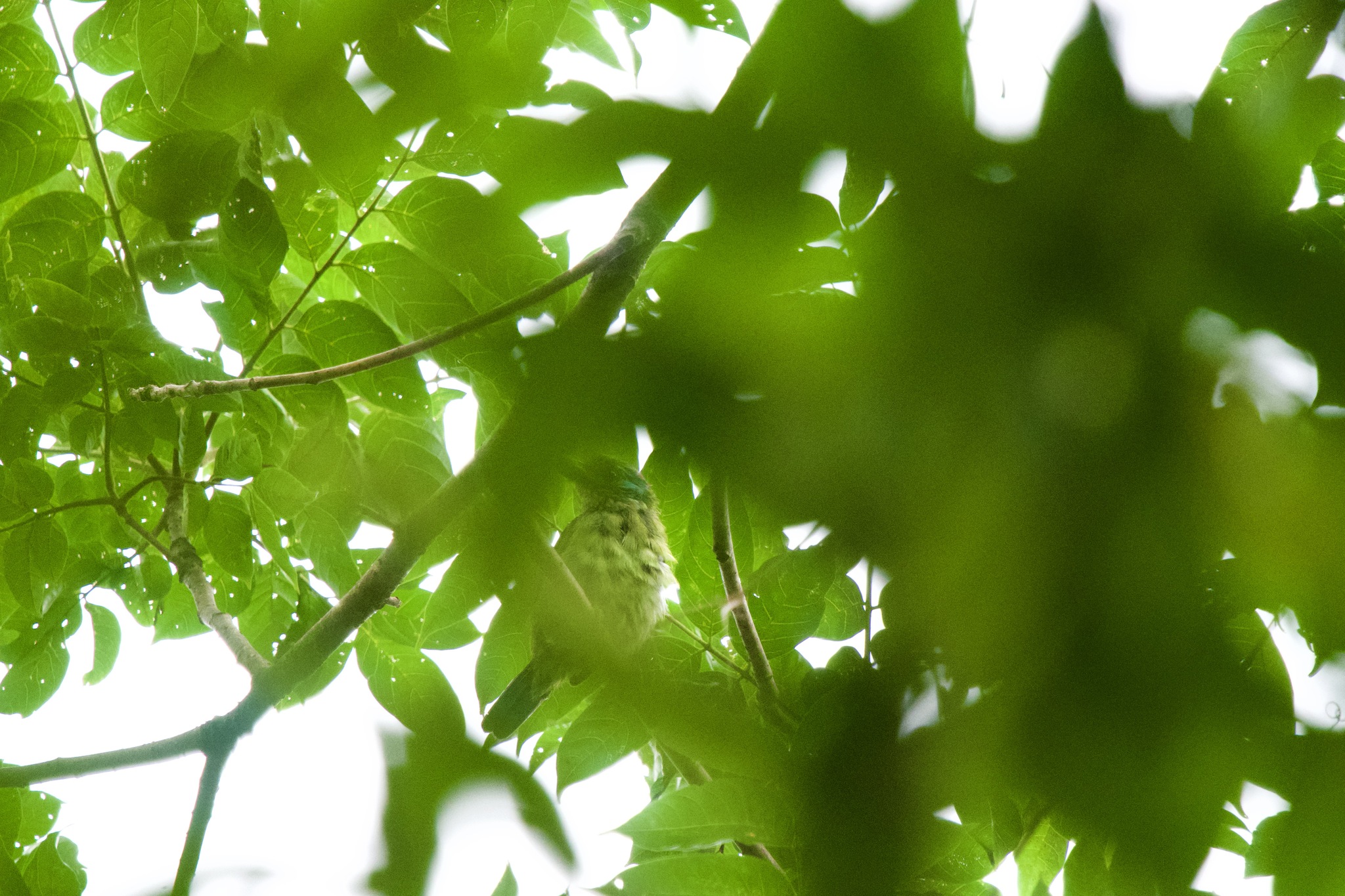 Mountain Barbet (Psilopogon monticola), photo 9