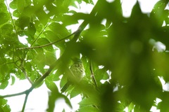 Psilopogon monticola