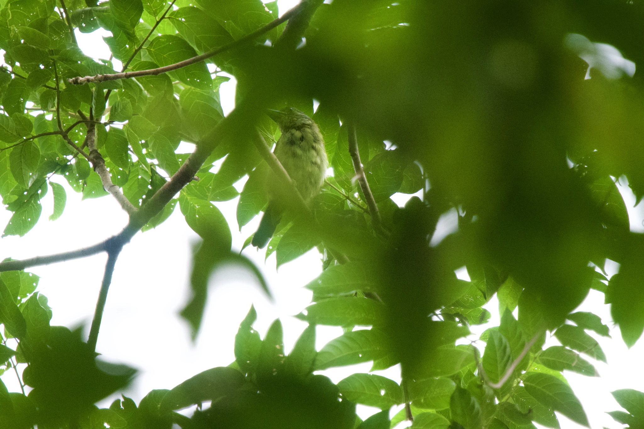 Mountain Barbet (Psilopogon monticola), photo 10