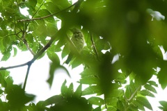 Psilopogon monticola