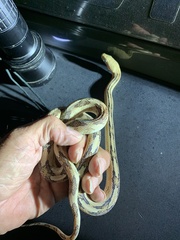 Bogertophis subocularis subocularis