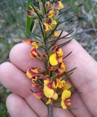 Dillwynia elegans