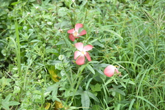 Abelmoschus sagittifolius